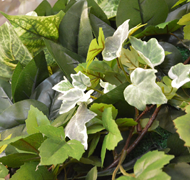 �t�����[�T�C��