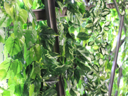 �f�U�C��������